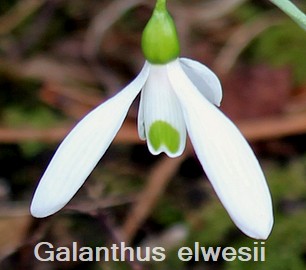 Galanthus elwesii