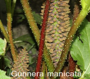 Gunnera manicata