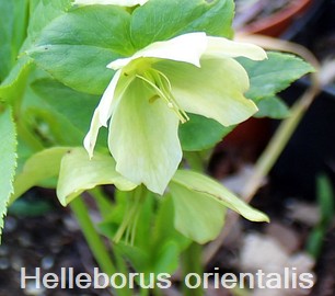Helleborus orientalis