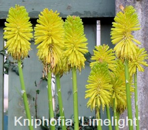Kniphofia ‘Limelight’