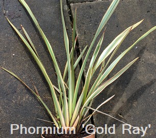 Phormium 'Gold Ray'