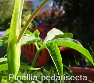 Pinellia pedatisecta