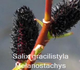 Salix graclistyla Melanostachys