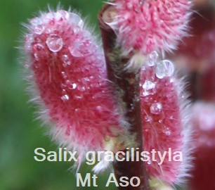 Salix gracilistyla Mt Aso