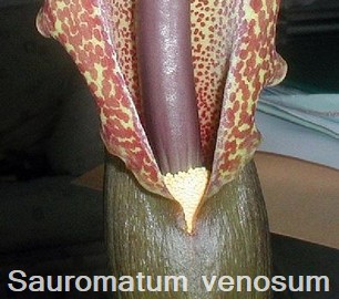 Sauromatum venosum