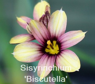 Sisyrinchium 'Biscutella'