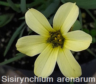 Sisyrinchium arenarium