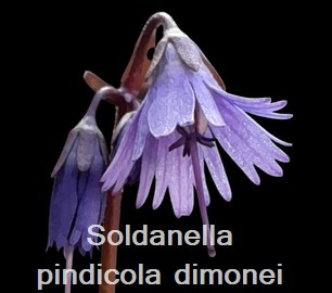 Soldanella pindicola dimonei