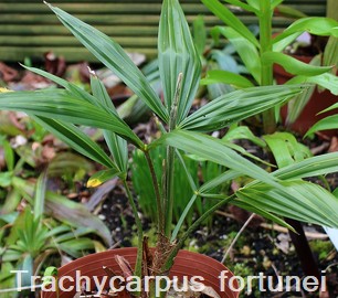 Trachycarpus fortunei