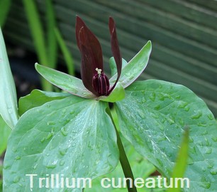 Trillium cuneatum