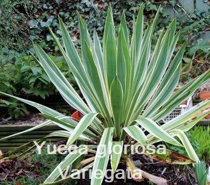 Yucca gloriosa Variegata
