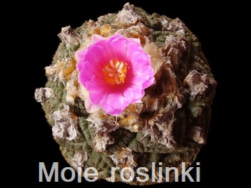 Moje ro�linki