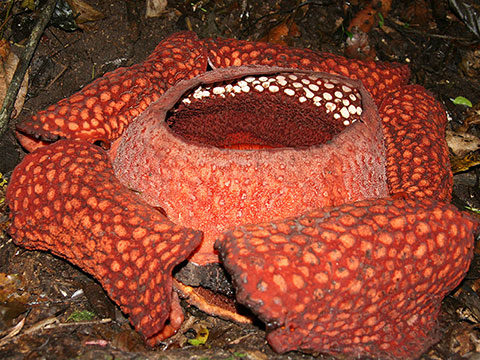 Rafflesia arnoldii