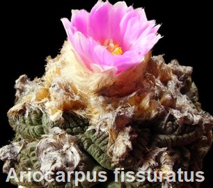 Ariocarpus fissuratus