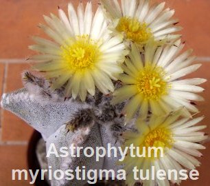 Astrophytum myriostigma v.tulense