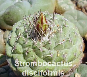Strombocactus disciformis