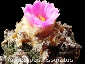 Ariocarpus fissuratus