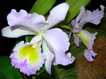 Cattleya