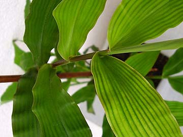 Inne ro�linki z Sumatry